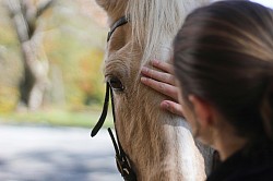 Vikki communicates with the spirits of animals, hears their needs, and supports their transition or recovery.