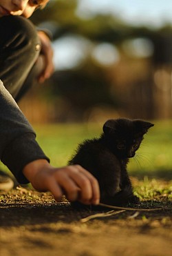 . I really appreciated the clear explanations of animal chakras and the loving approach to pet healing.