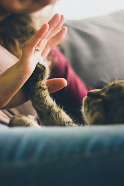 My cat sleep through all night without waking me up at 4 am after a relaxing healing