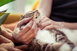 Helping pets relax