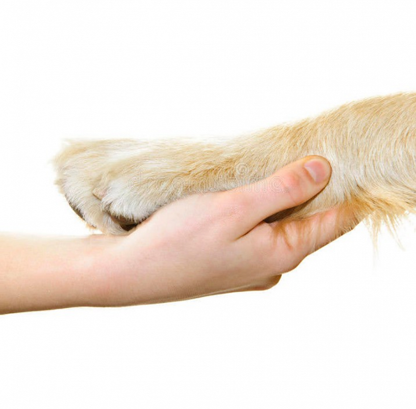 Creating a sacred bond with our pets