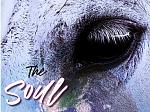 Vikki Koplick Books: Sacred Animal Activism and The Soul Whispers Poetry